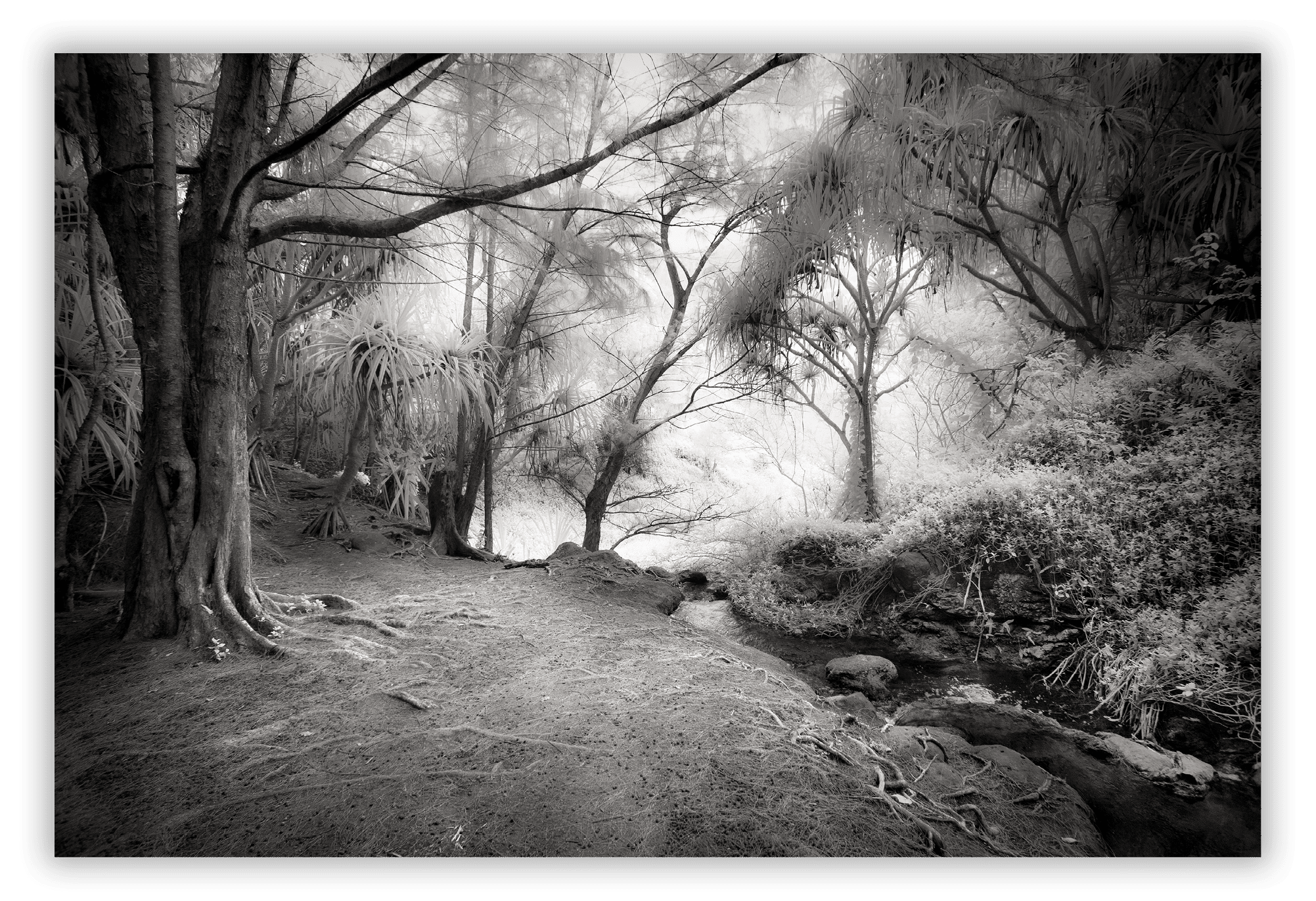 On the trail to Queen Emma's Bath