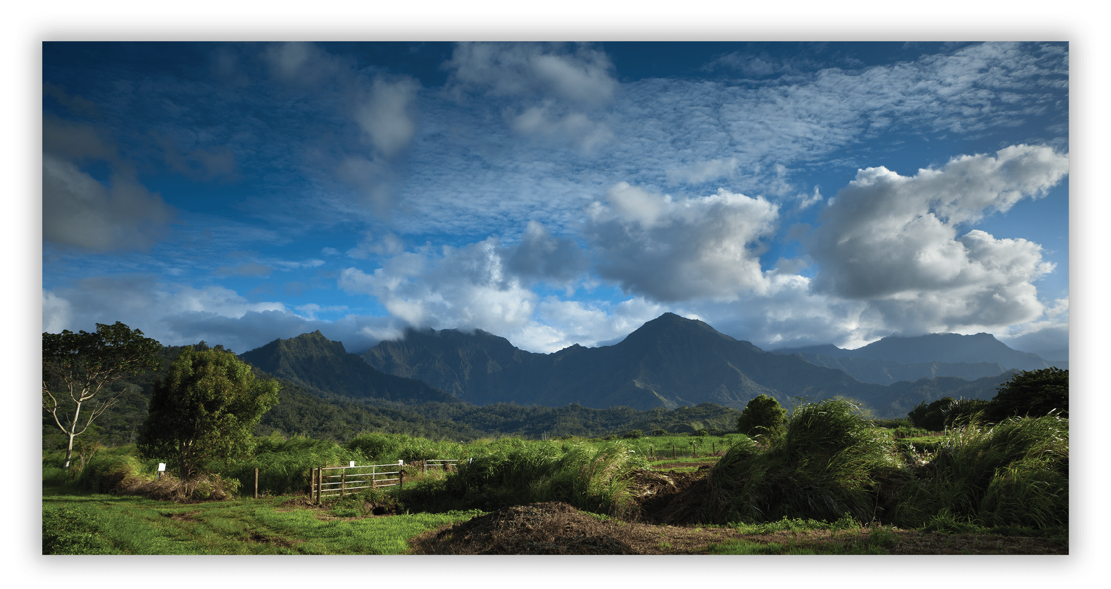 Taro Field, Hanalei Valley