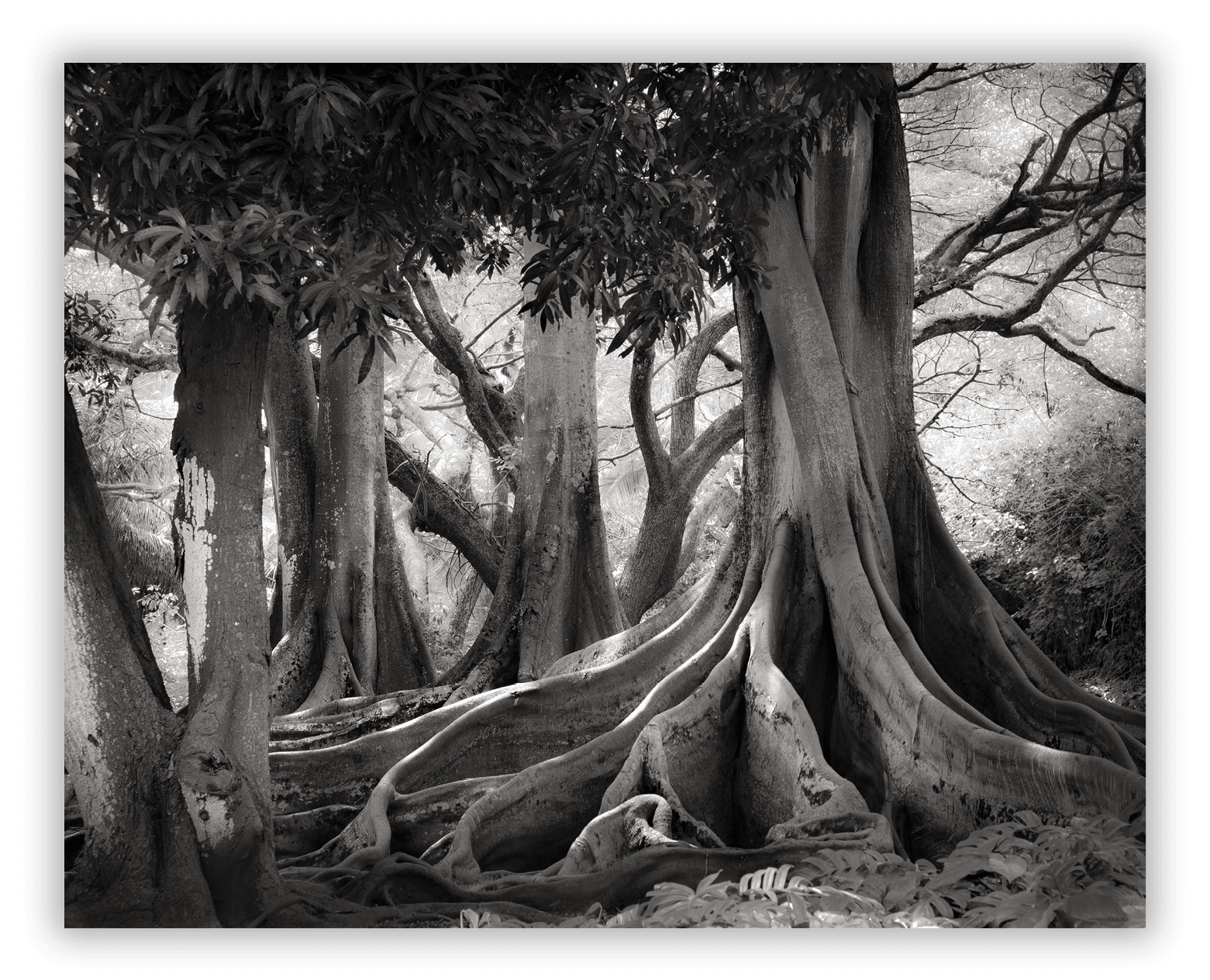 Allerton Botanical Garden