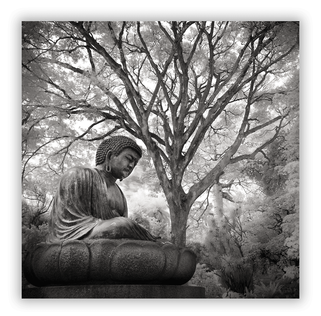 Foster Botanical Garden, Honolulu