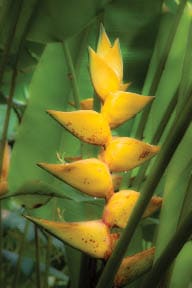 Heliconia. Hawaii Tropical Botanical Garden