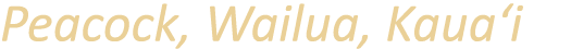 Peacock, Wailua, Kaua‘i