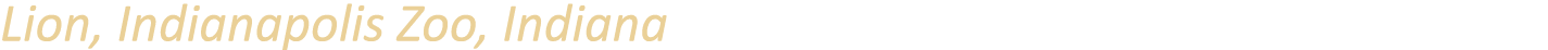 Lion, Indianapolis Zoo, Indiana