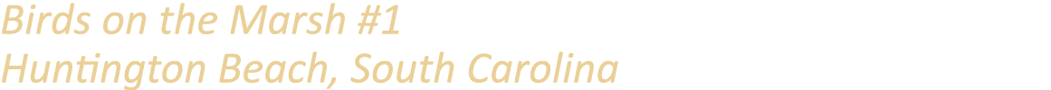 Birds on the Marsh #1 Huntington Beach, South Carolina