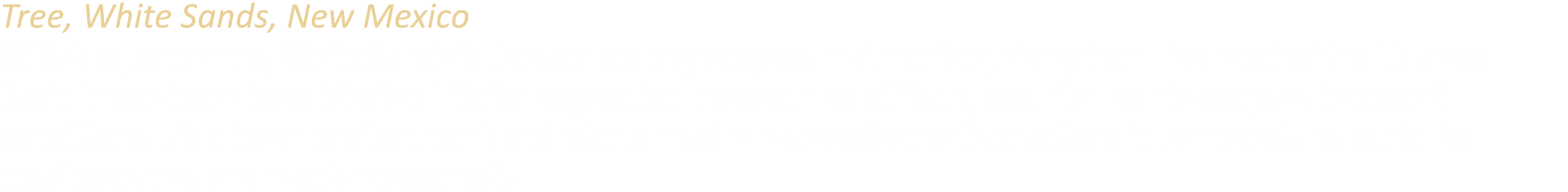 Tree, White Sands, New Mexico At 275 square miles, White Sands is the world’s largest gypsum dune field, rising from ...