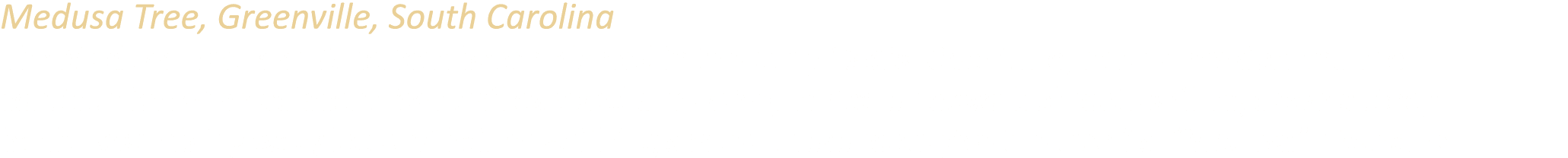 Medusa Tree, Greenville, South Carolina The Medusa Tree is an American beech planted in the early 1930s. Over time, n...
