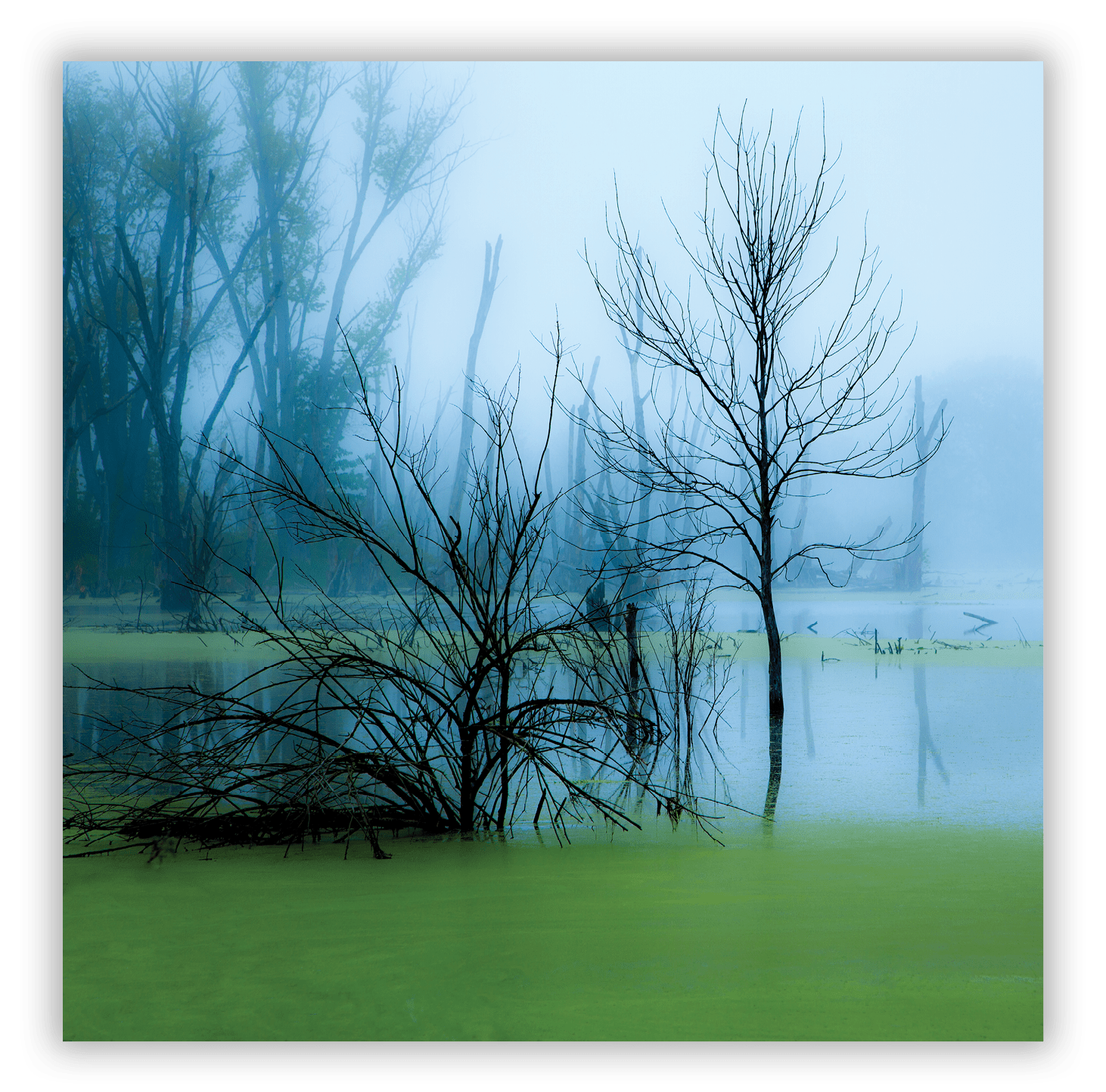 Swamp near Indiana Dunes National Lakeshore